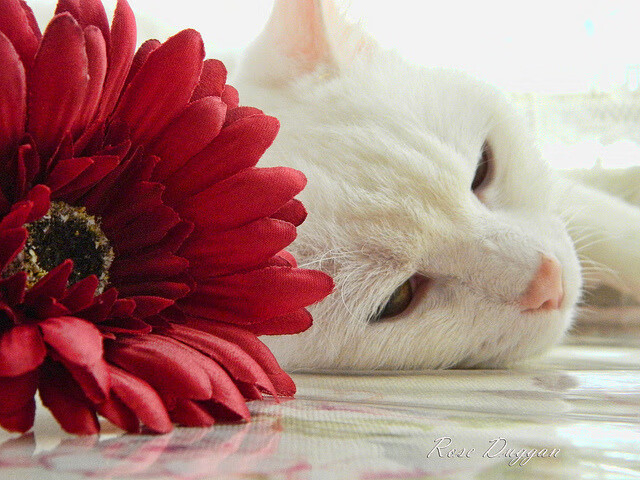 联合杯鏖战筑就红土雄心,西西帕斯双重舞台惊艳四座