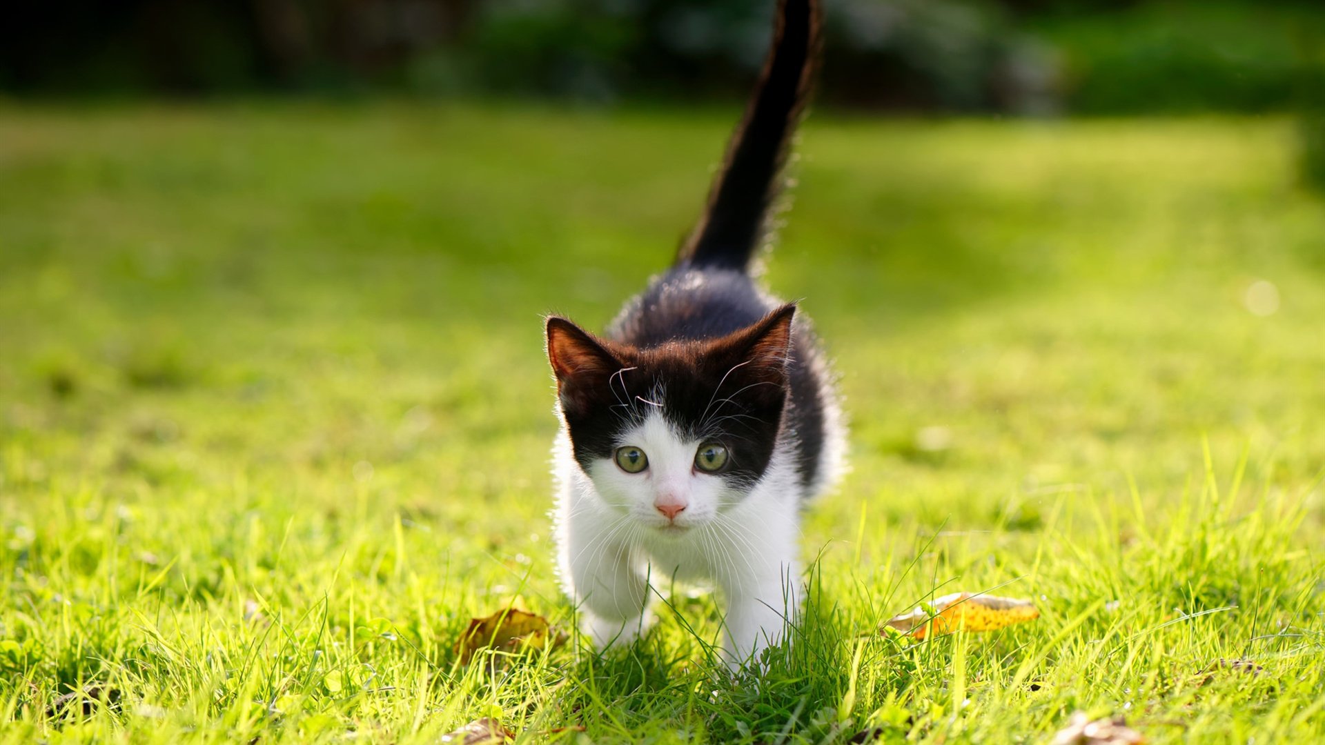 开云体育app-镌刻与狂澜，杜兰特以实力自证，活塞快船鏖战成诗