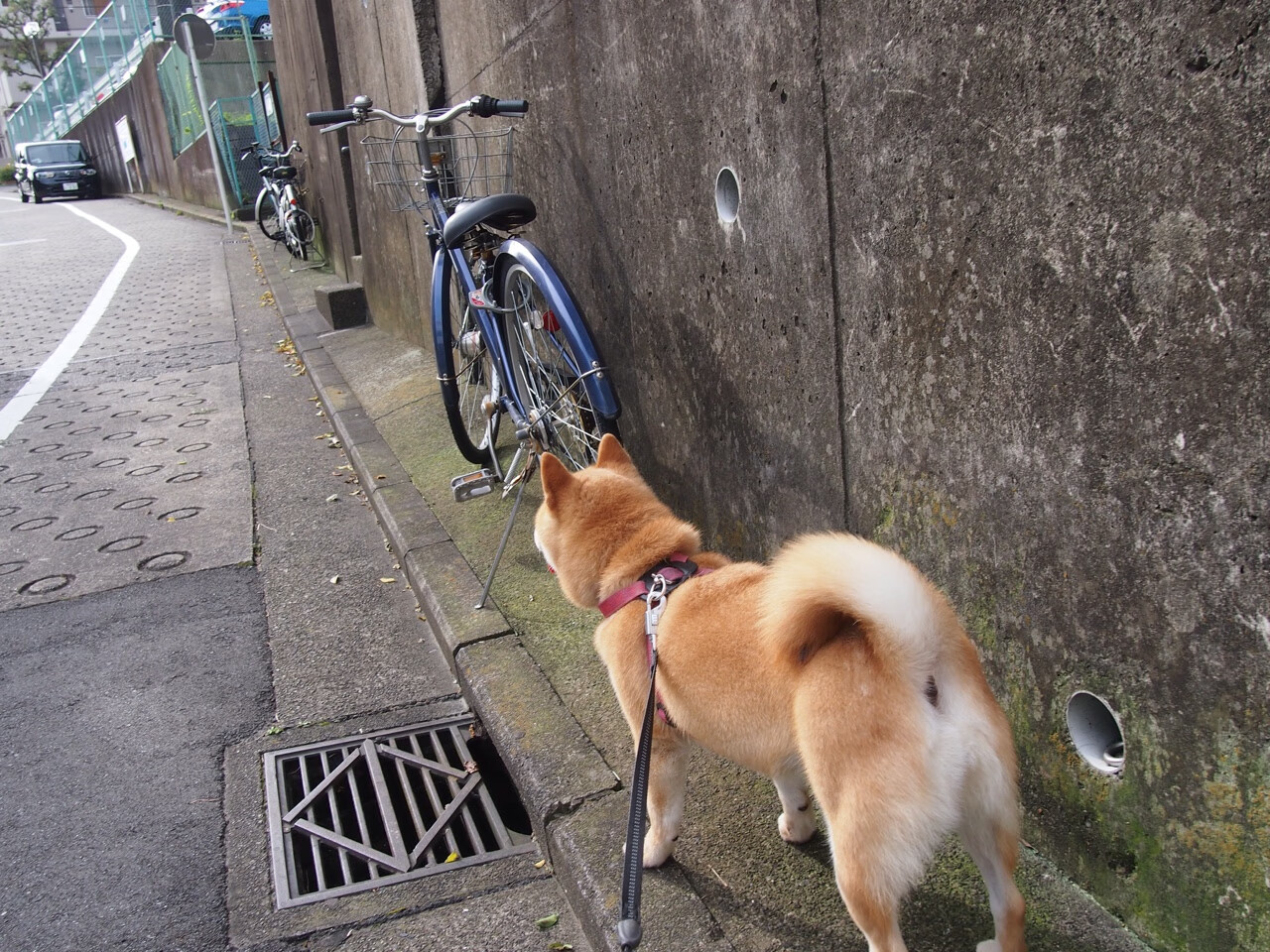 钢铁防线上的唯一答案,德里赫特在土耳其的硝烟中完成自我正名