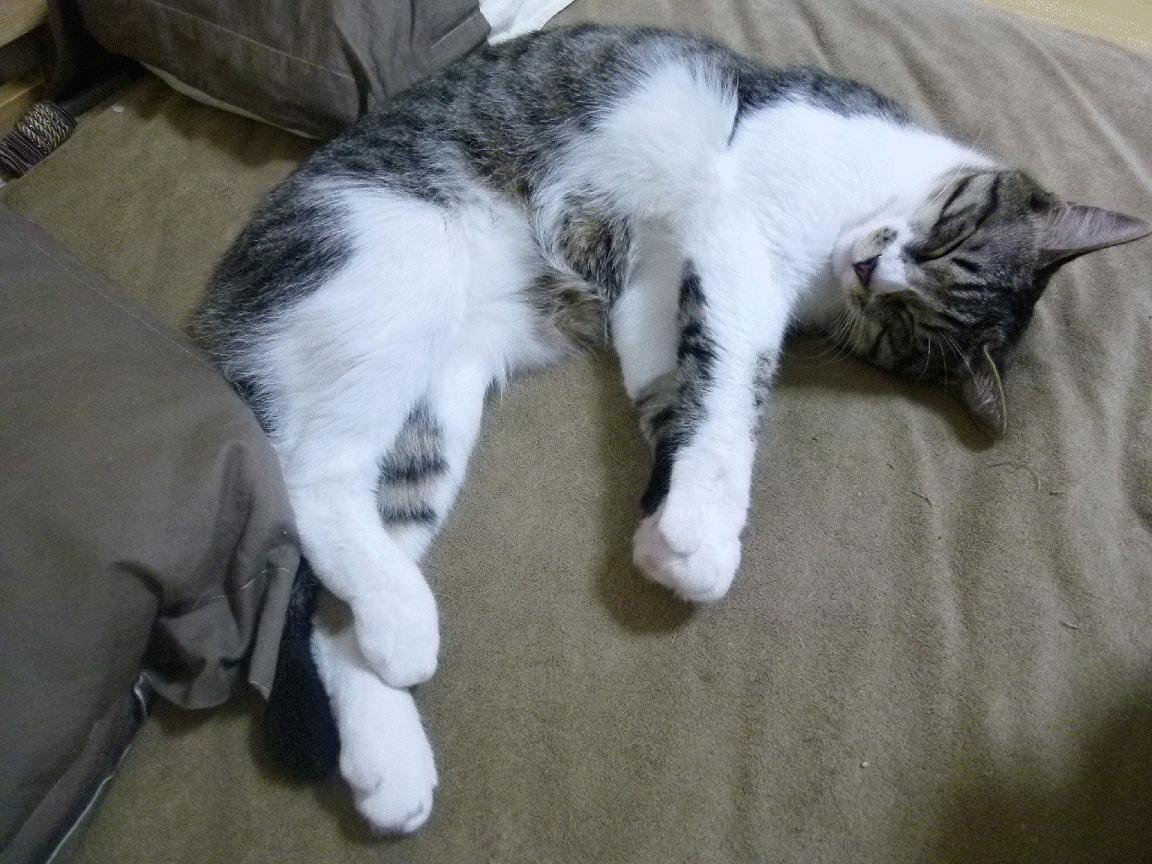 开云体育在线-土耳其风暴！伊斯坦布尔主场绞杀欧冠巨人，多特蒙德迷失在博斯普鲁斯海峡