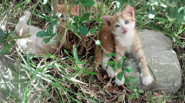 开云体育APP下载-引擎的轰鸣与进球的咆哮，当F1新赛季撞上C罗的决胜之夜