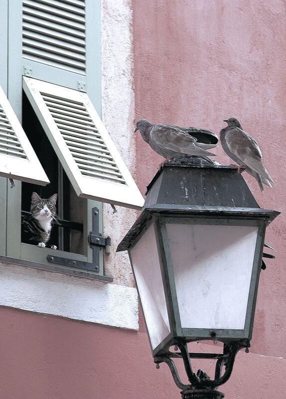 欧冠淘汰赛焦点战，马赛铁血风骨强压阿森纳的华丽美学