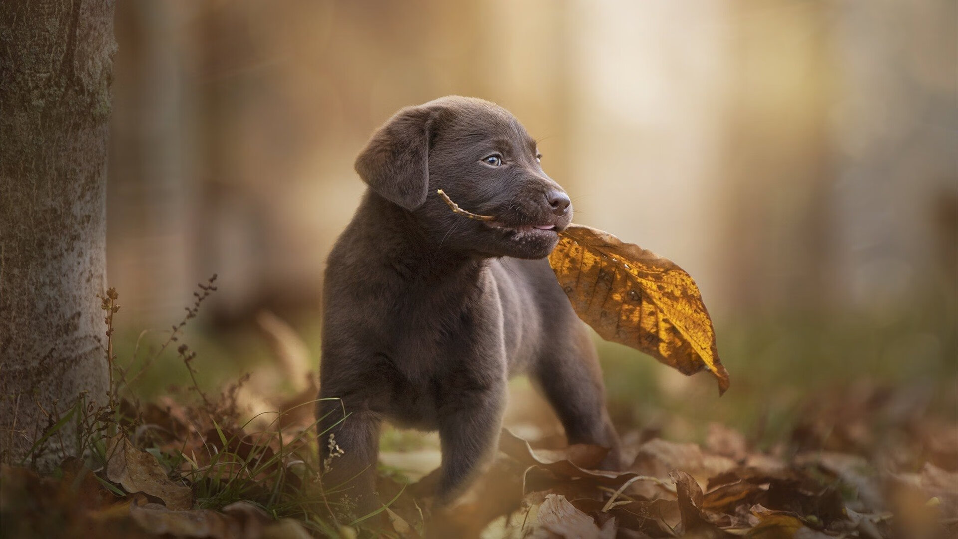 德黑兰空气里的汽油味，当F1揭幕战遇上伊朗式足球神话