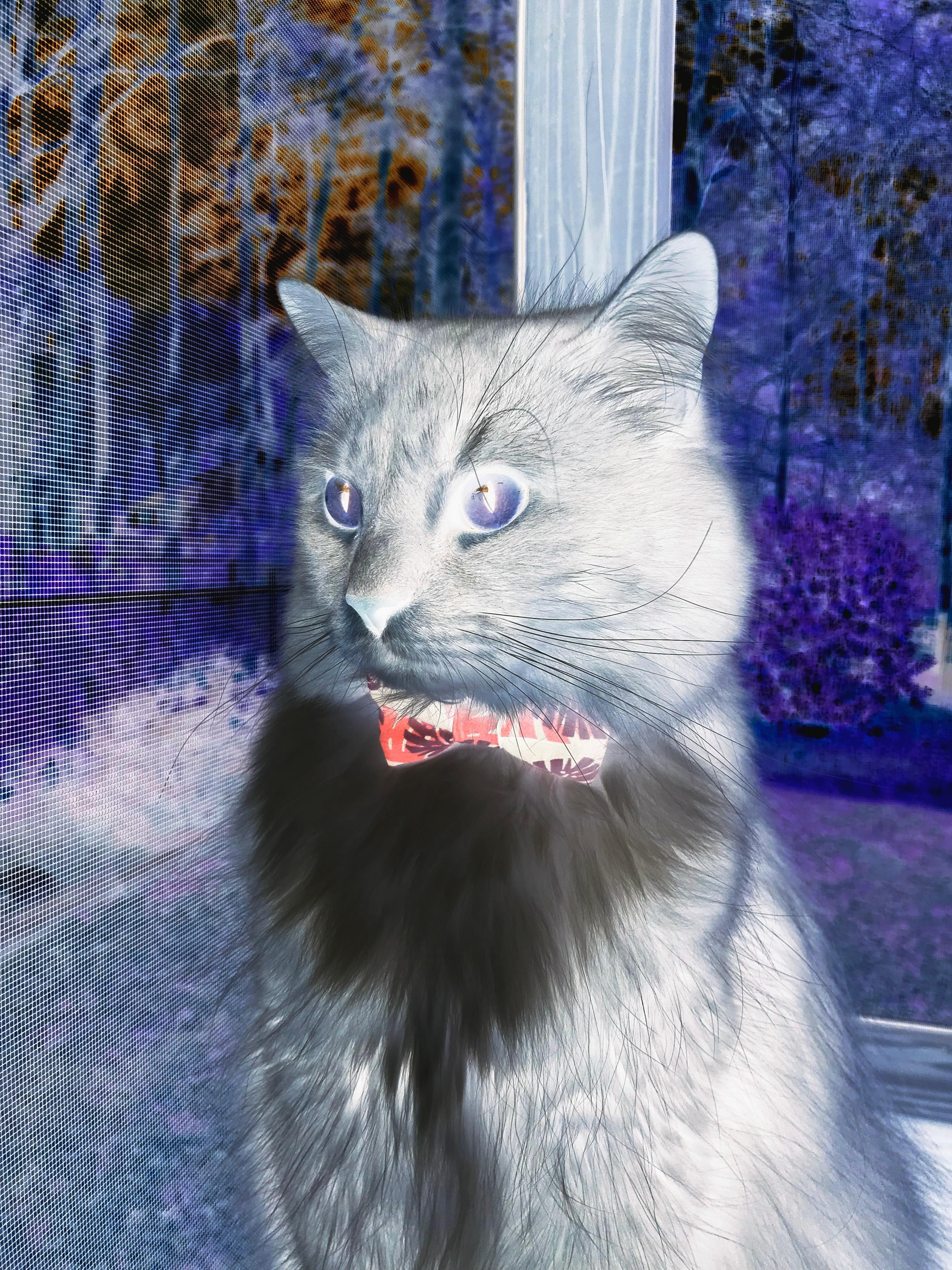 致命误判?班凯罗关键五分钟连砍12分,火箭窃走灰熊胜利